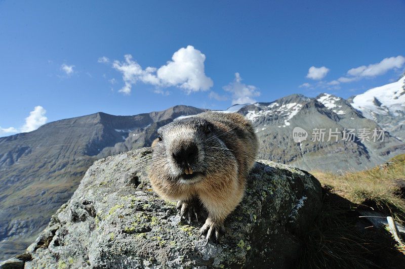 高山土拨鼠 (Marmota marmota)